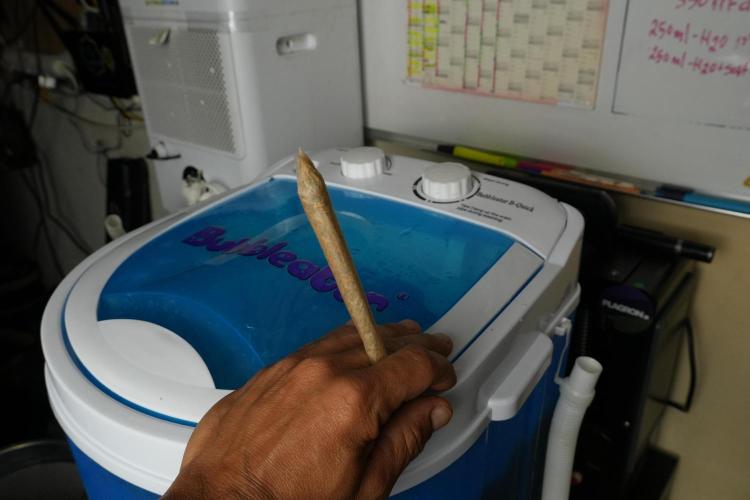 Catching The Ghost Train Haze @ Zamnesia. Week 14 - Washing the  Ghost Train Haze fresh frozen 
