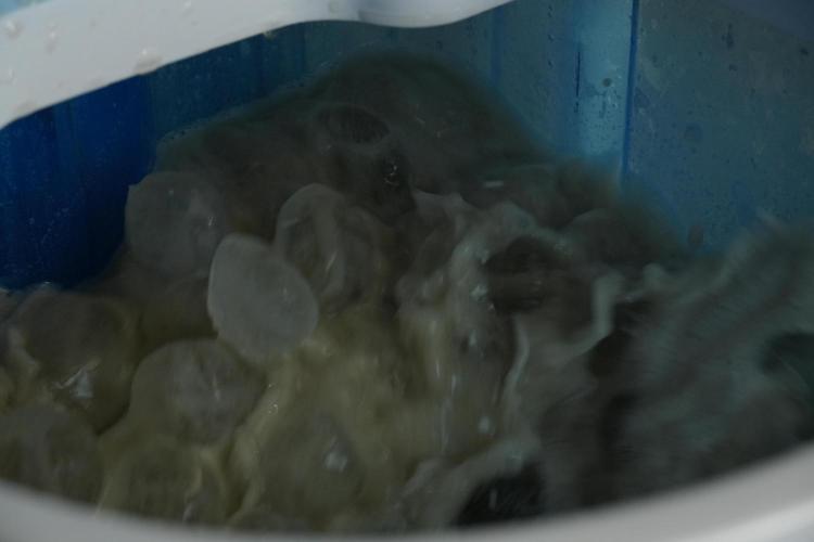 Catching The Ghost Train Haze @ Zamnesia. Week 14 - Washing the  Ghost Train Haze fresh frozen 