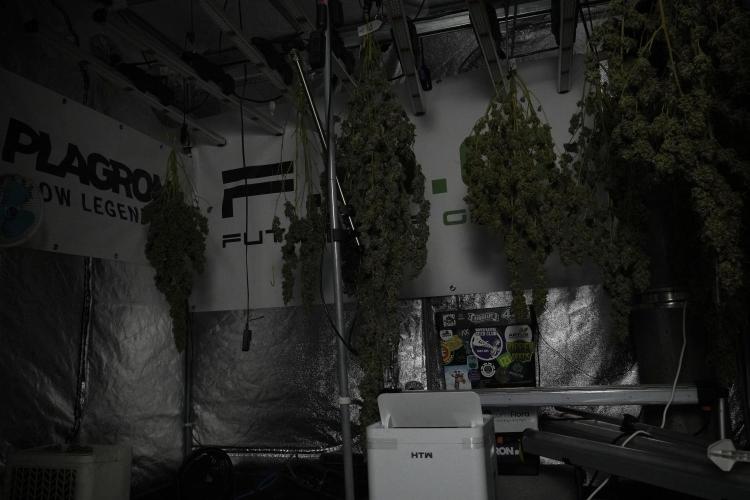 Catching The Ghost Train Haze @ Zamnesia. Week 15 - Trimming the Ghost train haze 
