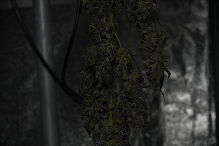 Catching The Ghost Train Haze @ Zamnesia. Week 15 - Trimming the Ghost train haze 
