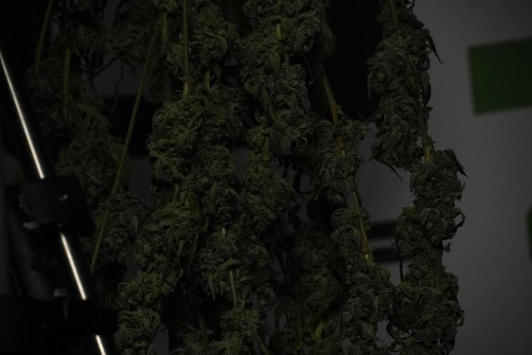 Catching The Ghost Train Haze @ Zamnesia. Week 15 - Trimming the Ghost train haze 