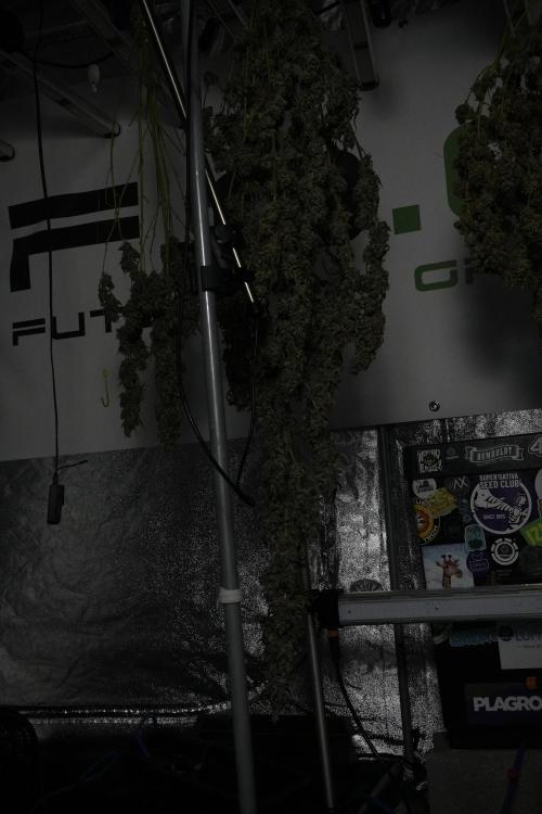 Catching The Ghost Train Haze @ Zamnesia. Week 15 - Trimming the Ghost train haze 