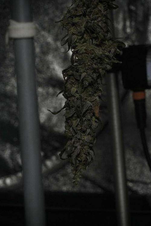 Catching The Ghost Train Haze @ Zamnesia. Week 15 - Trimming the Ghost train haze 
