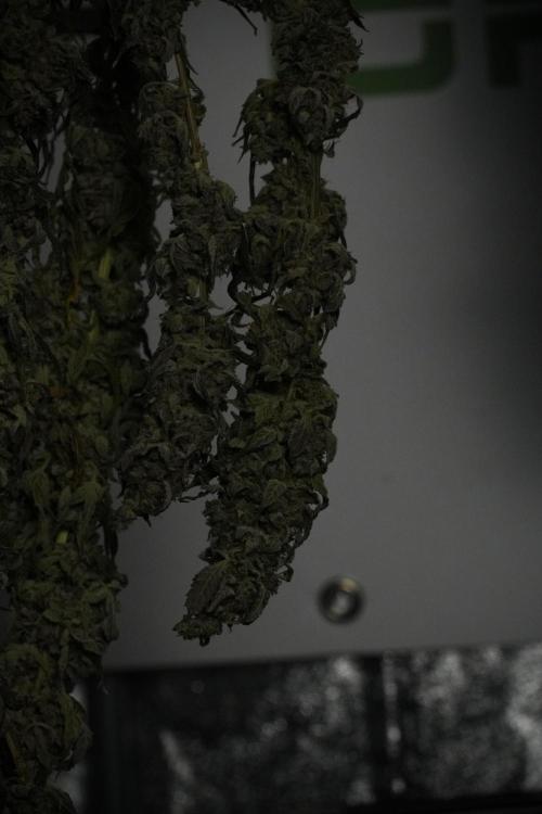 Catching The Ghost Train Haze @ Zamnesia. Week 15 - Trimming the Ghost train haze 