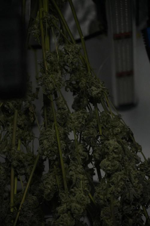Catching The Ghost Train Haze @ Zamnesia. Week 15 - Trimming the Ghost train haze 