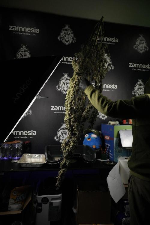 Catching The Ghost Train Haze @ Zamnesia. Week 15 - Trimming the Ghost train haze 