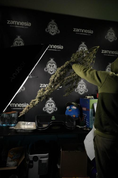 Catching The Ghost Train Haze @ Zamnesia. Week 15 - Trimming the Ghost train haze 