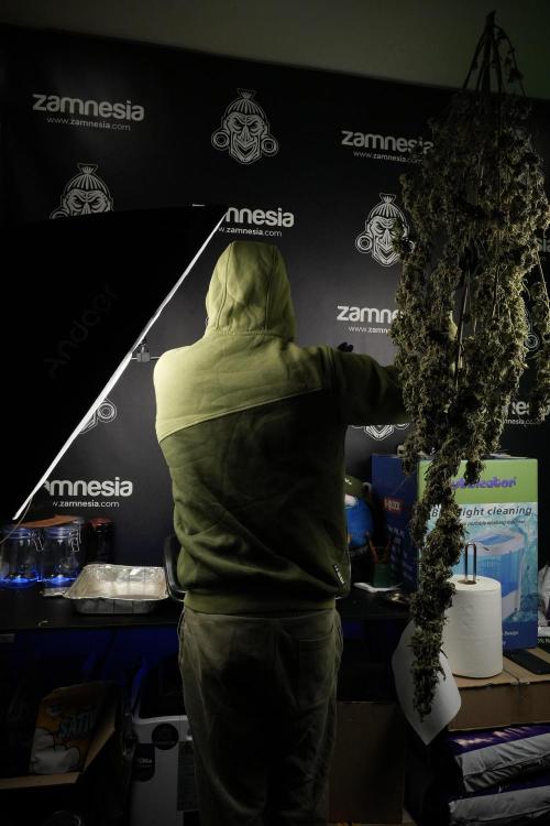 Catching The Ghost Train Haze @ Zamnesia. Week 15 - Trimming the Ghost train haze 