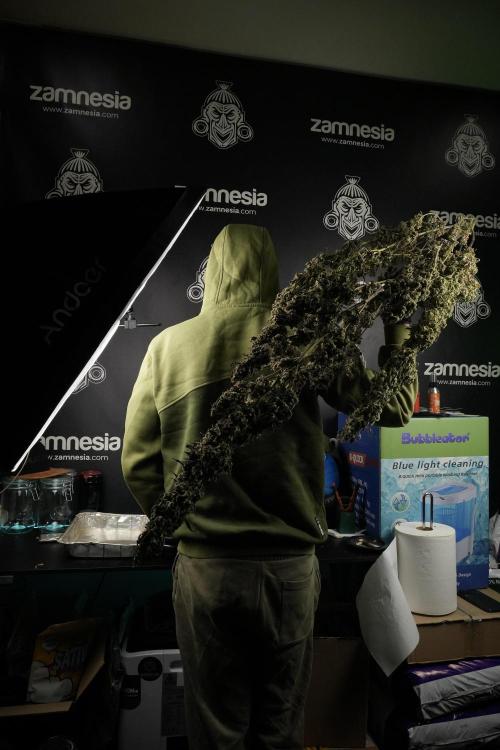 Catching The Ghost Train Haze @ Zamnesia. Week 15 - Trimming the Ghost train haze 