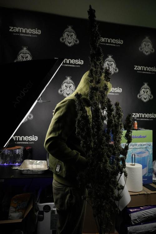 Catching The Ghost Train Haze @ Zamnesia. Week 15 - Trimming the Ghost train haze 
