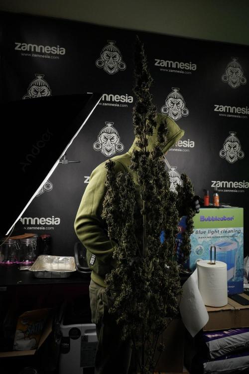 Catching The Ghost Train Haze @ Zamnesia. Week 15 - Trimming the Ghost train haze 