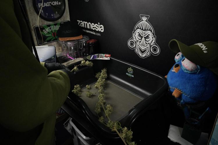 Catching The Ghost Train Haze @ Zamnesia. Week 15 - Trimming the Ghost train haze 