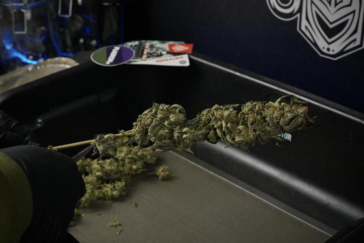 Catching The Ghost Train Haze @ Zamnesia. Week 15 - Trimming the Ghost train haze 