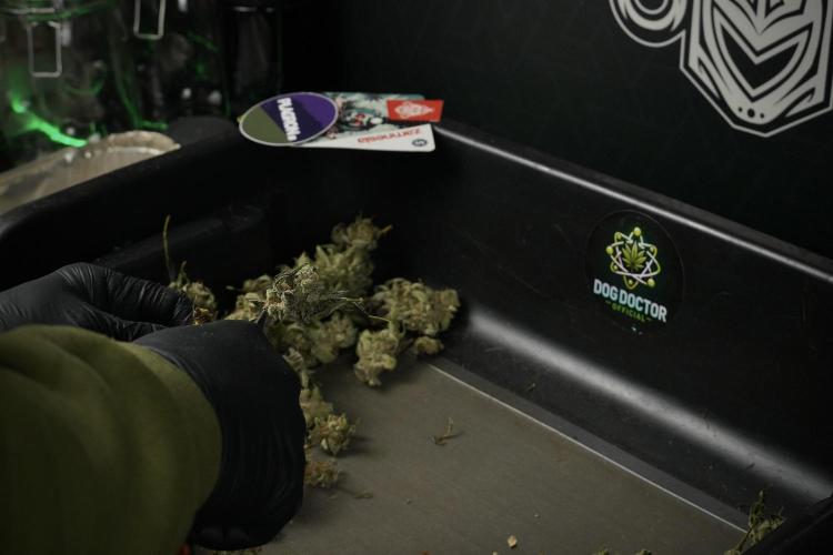 Catching The Ghost Train Haze @ Zamnesia. Week 15 - Trimming the Ghost train haze 