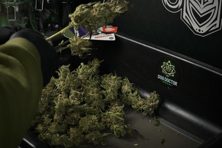 Catching The Ghost Train Haze @ Zamnesia. Week 15 - Trimming the Ghost train haze 