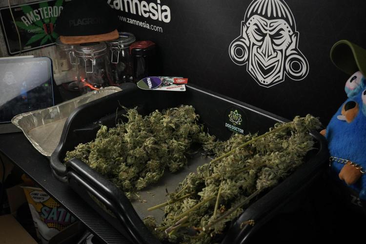Catching The Ghost Train Haze @ Zamnesia. Week 15 - Trimming the Ghost train haze 