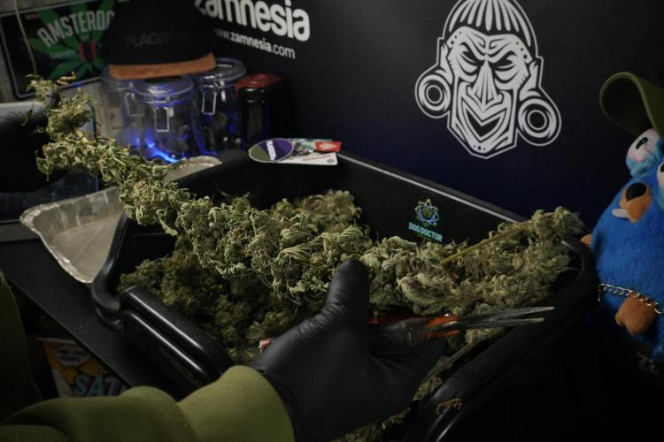 Catching The Ghost Train Haze @ Zamnesia. Week 15 - Trimming the Ghost train haze 