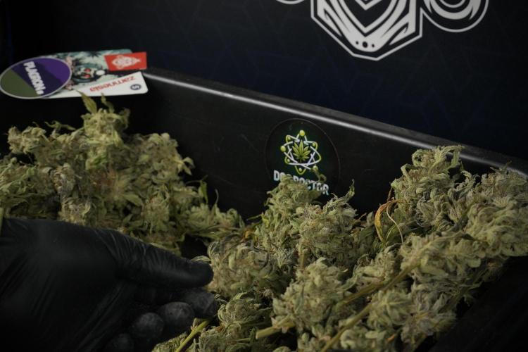 Catching The Ghost Train Haze @ Zamnesia. Week 15 - Trimming the Ghost train haze 