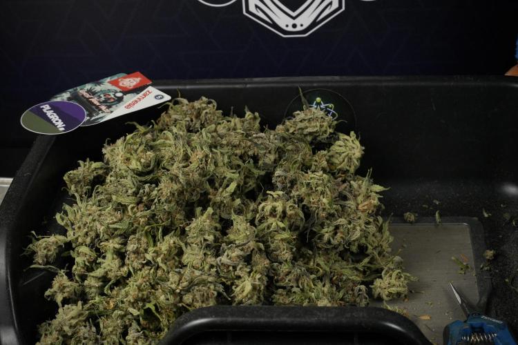 Catching The Ghost Train Haze @ Zamnesia. Week 15 - Trimming the Ghost train haze 