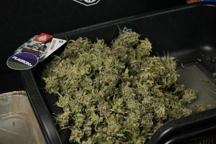 Catching The Ghost Train Haze @ Zamnesia. Week 15 - Trimming the Ghost train haze 