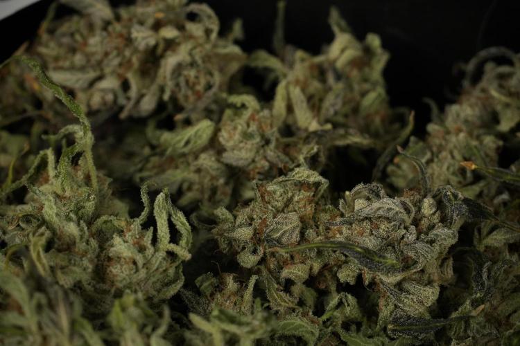 Catching The Ghost Train Haze @ Zamnesia. Week 15 - Trimming the Ghost train haze 