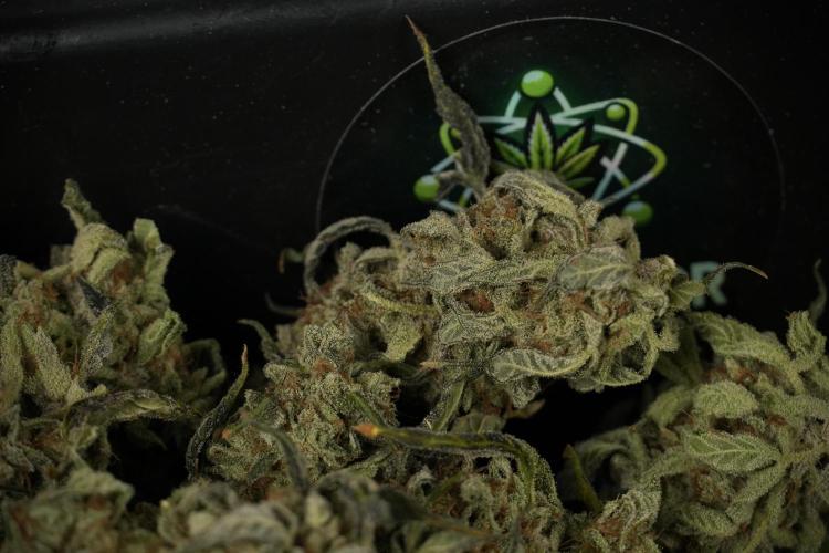 Catching The Ghost Train Haze @ Zamnesia. Week 15 - Trimming the Ghost train haze 