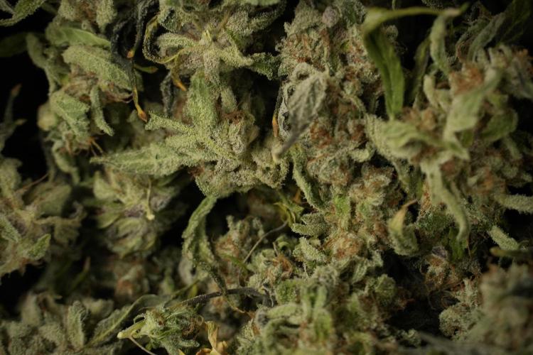 Catching The Ghost Train Haze @ Zamnesia. Week 15 - Trimming the Ghost train haze 