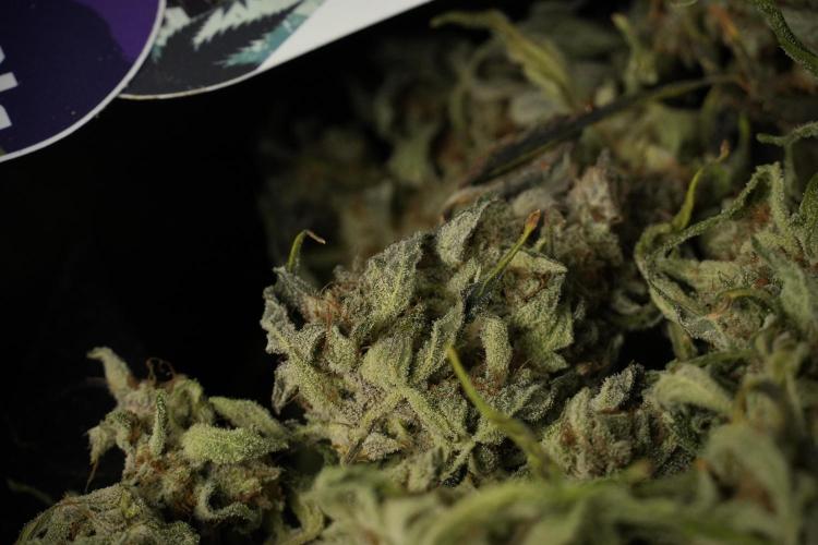 Catching The Ghost Train Haze @ Zamnesia. Week 15 - Trimming the Ghost train haze 