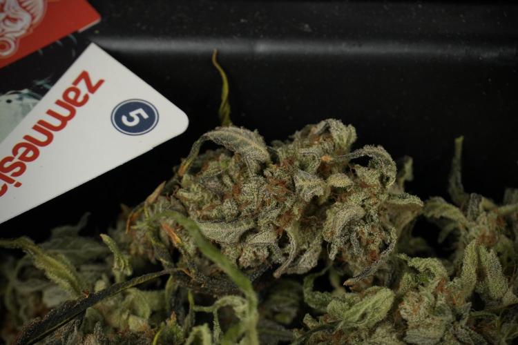 Catching The Ghost Train Haze @ Zamnesia. Week 15 - Trimming the Ghost train haze 