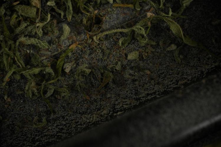 Catching The Ghost Train Haze @ Zamnesia. Week 15 - Trimming the Ghost train haze 