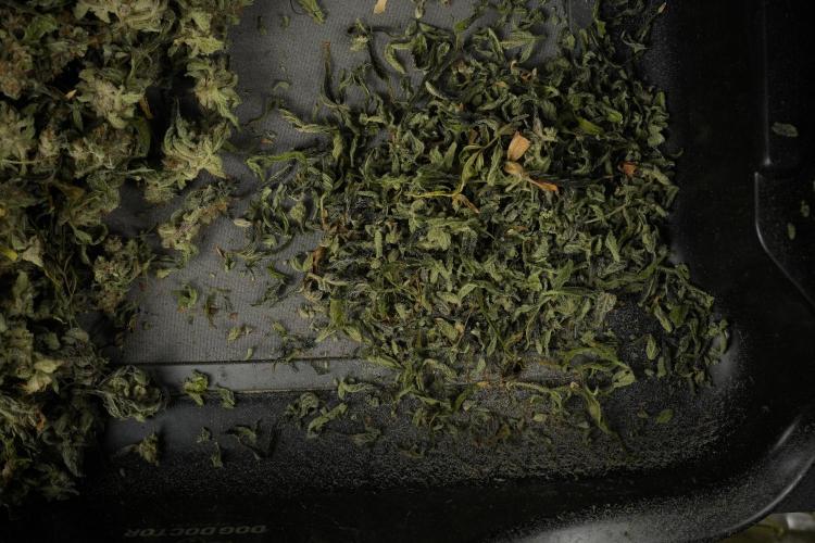 Catching The Ghost Train Haze @ Zamnesia. Week 15 - Trimming the Ghost train haze 