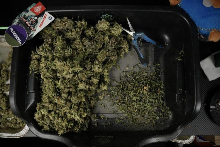 Catching The Ghost Train Haze @ Zamnesia. Week 15 - Trimming the Ghost train haze 