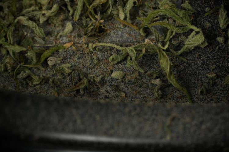 Catching The Ghost Train Haze @ Zamnesia. Week 15 - Trimming the Ghost train haze 