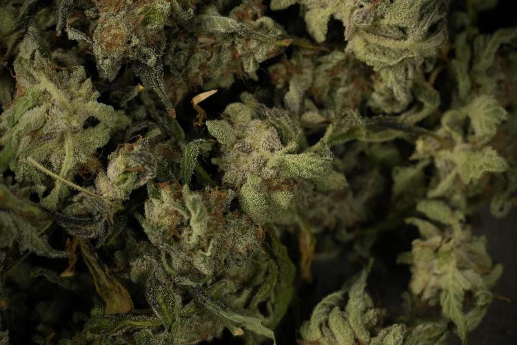 Catching The Ghost Train Haze @ Zamnesia. Week 15 - Trimming the Ghost train haze 