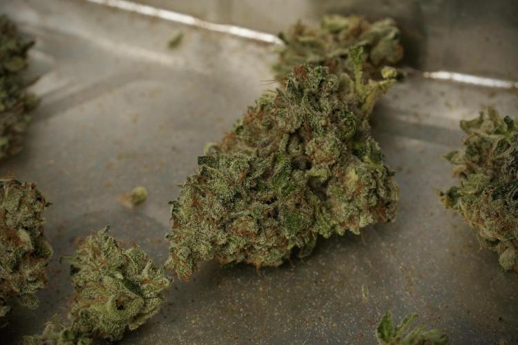 Catching The Ghost Train Haze @ Zamnesia. Week 15 - Trimming the Ghost train haze 