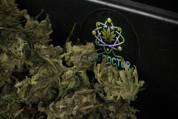 Catching The Ghost Train Haze @ Zamnesia. Week 15 - Trimming the Ghost train haze 