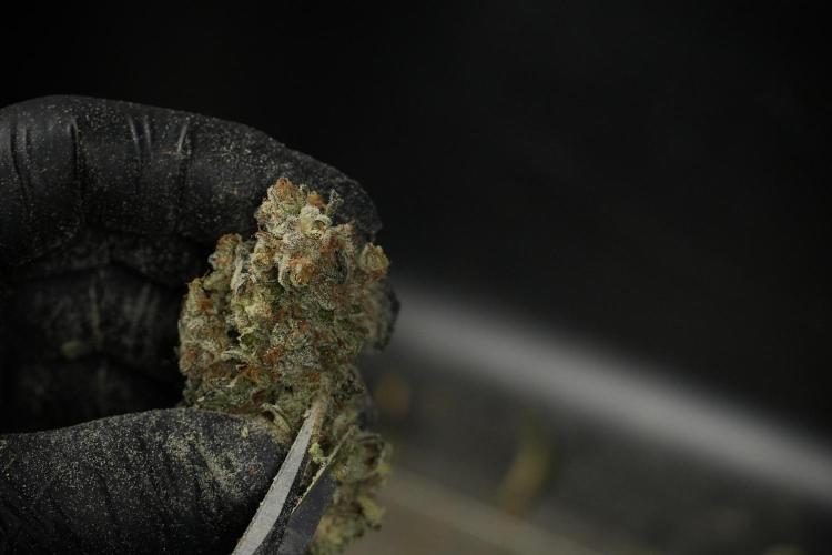 Catching The Ghost Train Haze @ Zamnesia. Week 15 - Trimming the Ghost train haze 