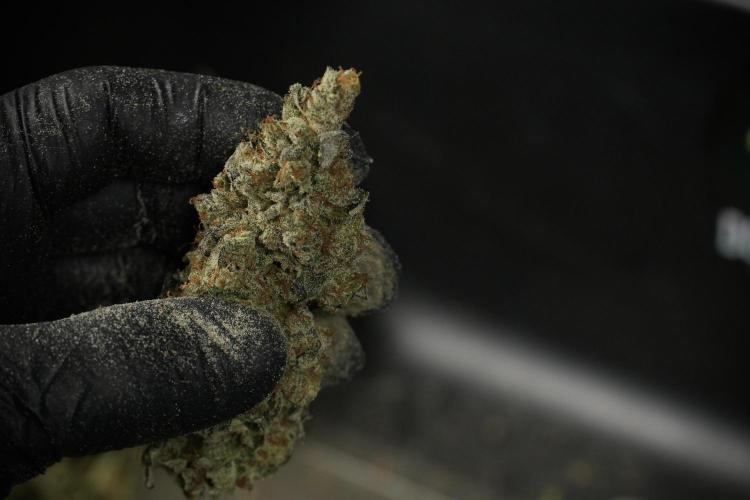 Catching The Ghost Train Haze @ Zamnesia. Week 15 - Trimming the Ghost train haze 