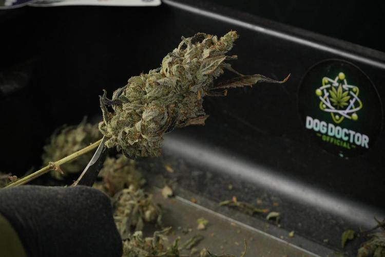 Catching The Ghost Train Haze @ Zamnesia. Week 15 - Trimming the Ghost train haze 