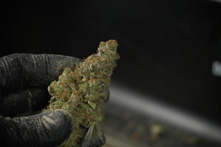 Catching The Ghost Train Haze @ Zamnesia. Week 15 - Trimming the Ghost train haze 