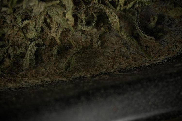 Catching The Ghost Train Haze @ Zamnesia. Week 15 - Trimming the Ghost train haze 