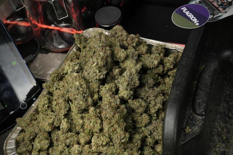 Catching The Ghost Train Haze @ Zamnesia. Week 15 - Trimming the Ghost train haze 