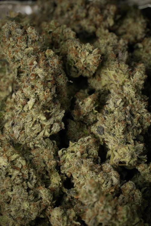 Catching The Ghost Train Haze @ Zamnesia. Week 15 - Trimming the Ghost train haze 
