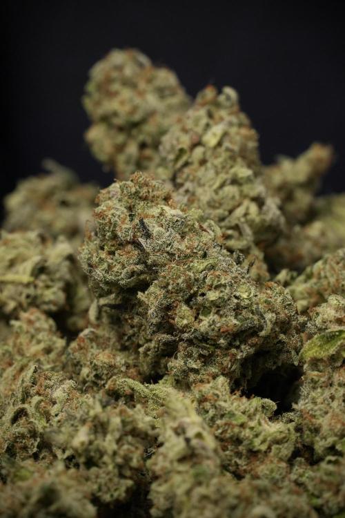 Catching The Ghost Train Haze @ Zamnesia. Week 15 - Trimming the Ghost train haze 