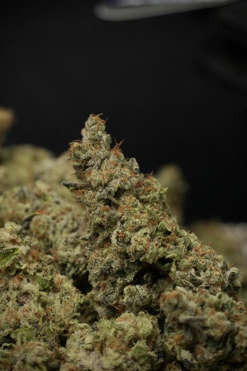 Catching The Ghost Train Haze @ Zamnesia. Week 15 - Trimming the Ghost train haze 