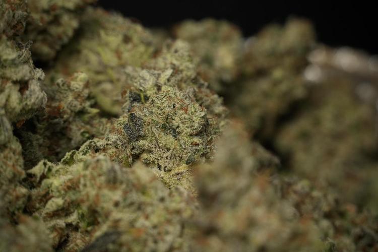Catching The Ghost Train Haze @ Zamnesia. Week 15 - Trimming the Ghost train haze 