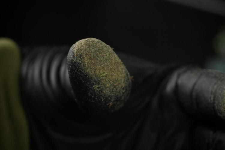 Catching The Ghost Train Haze @ Zamnesia. Week 15 - finger hash