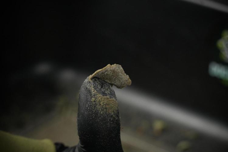 Catching The Ghost Train Haze @ Zamnesia. Week 15 - finger hash