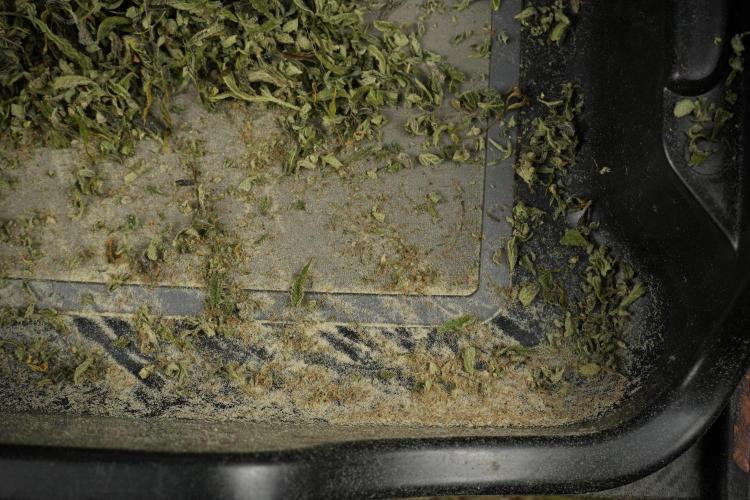 Catching The Ghost Train Haze @ Zamnesia. Week 15 - crazy amounts of frost 