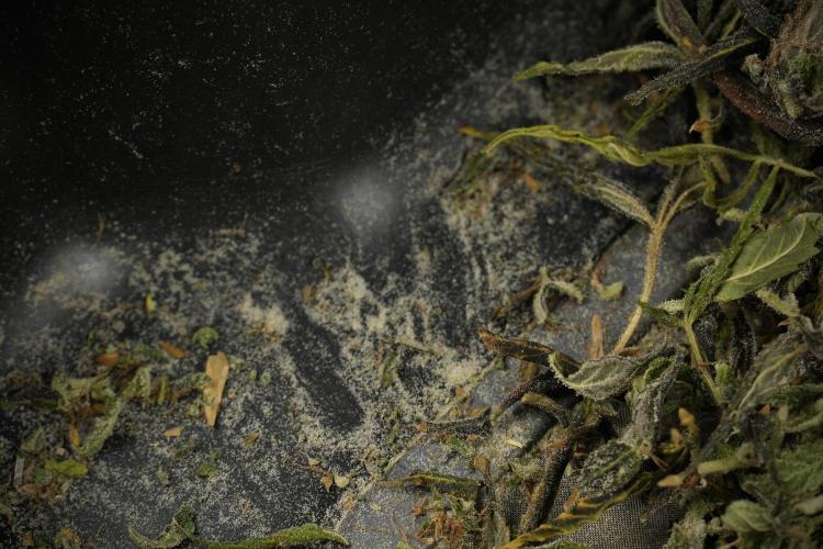 Catching The Ghost Train Haze @ Zamnesia. Week 15 - crazy amounts of frost 